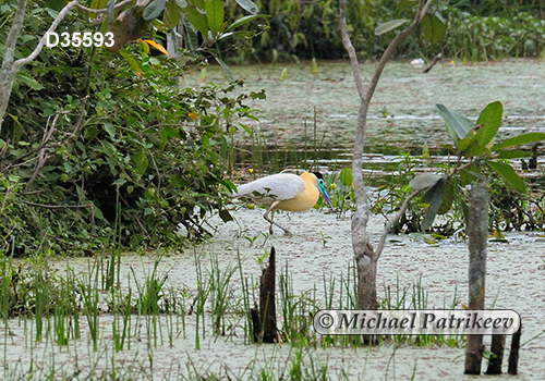 Capped Heron (Pilherodius pileatus)